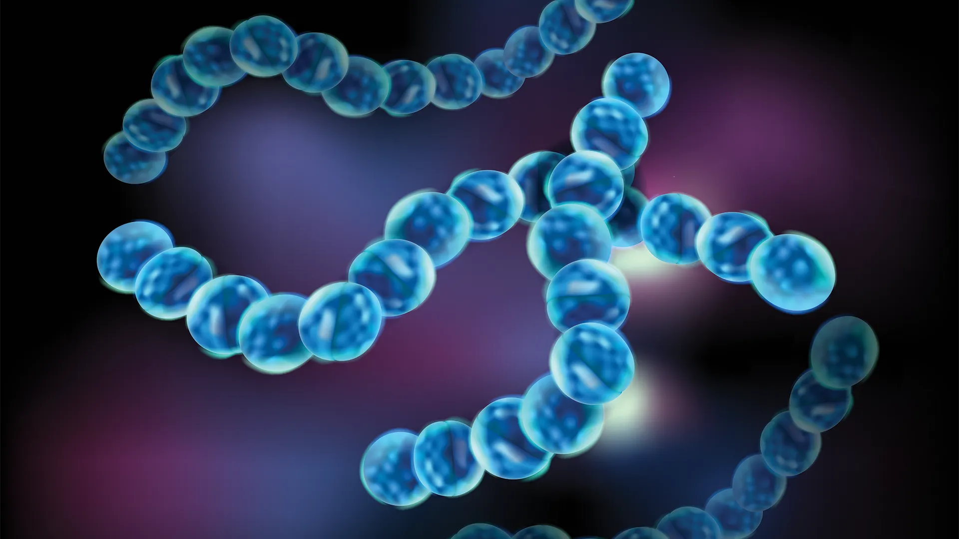 昆虫蛋白阻断细菌感染