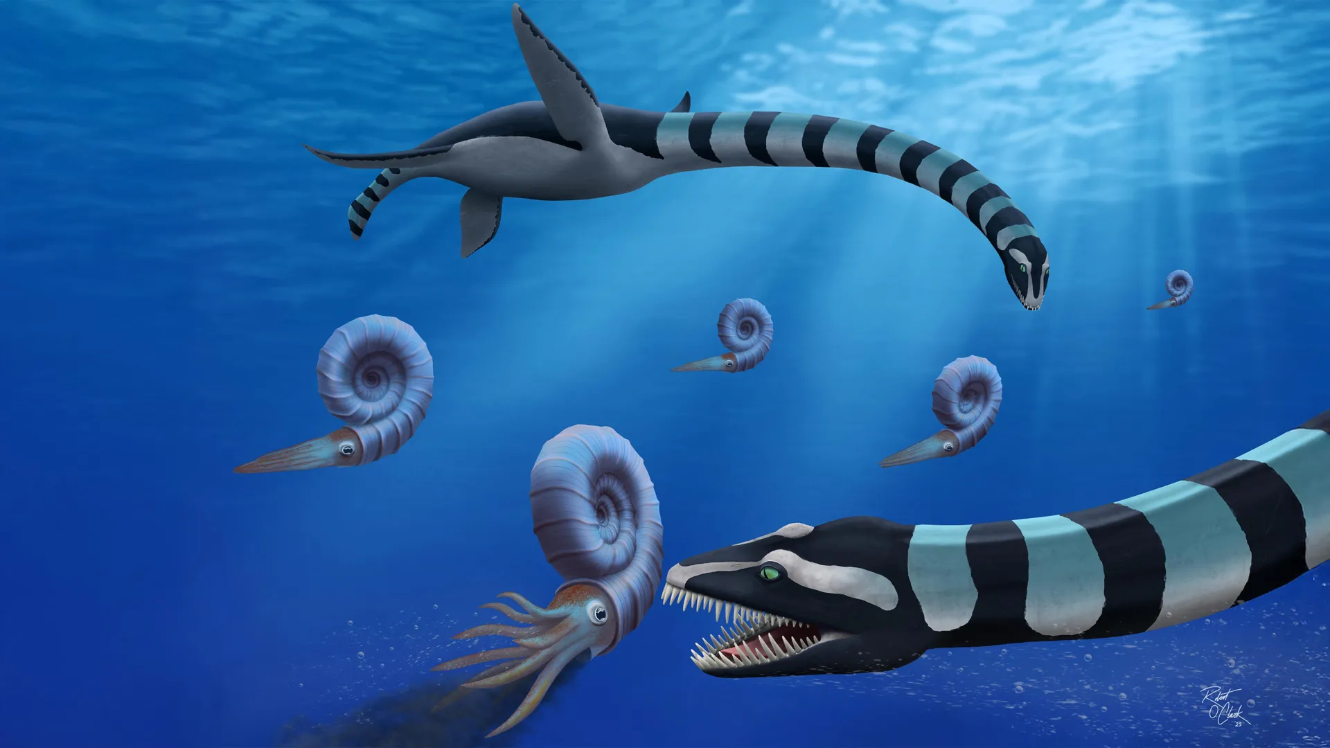 &ldquo;非常奇怪&rdquo;弹性龙的奥秘最终解决了：狂热的掠夺性海洋爬行动物是新物种