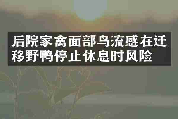 后院家禽面部鸟流感在迁移野鸭停止休息时风险