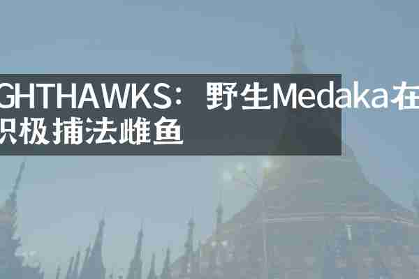 NIGHTHAWKS：野生Medaka在凌晨积极捕法雌鱼