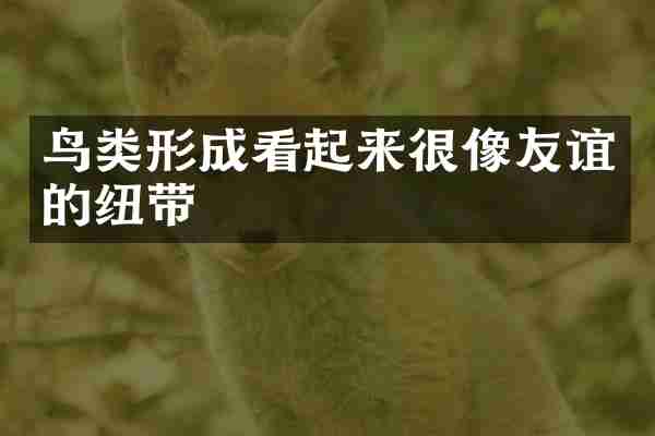 鸟类形成看起来很像友谊的纽带