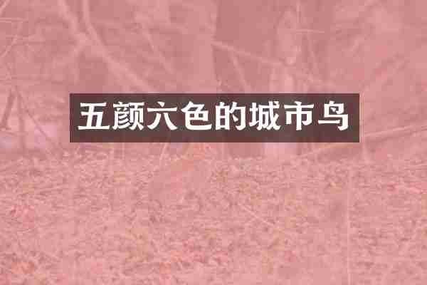 五颜六色的城市鸟