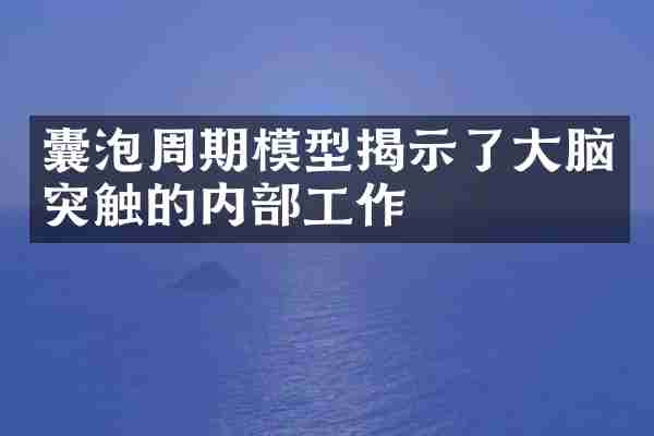 囊泡周期模型揭示了大脑突触的内部工作