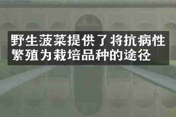 野生菠菜提供了将抗病性繁殖为栽培品种的途径