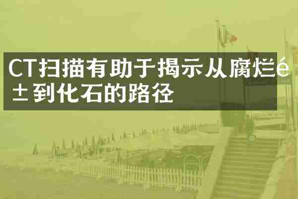 CT扫描有助于揭示从腐烂鱼到化石的路径