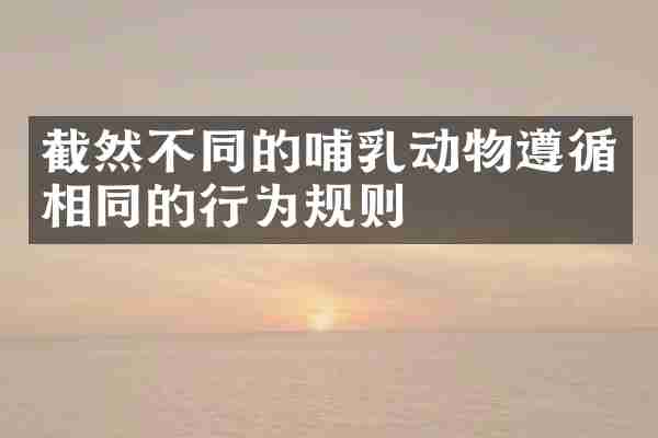截然不同的哺乳动物遵循相同的行为规则