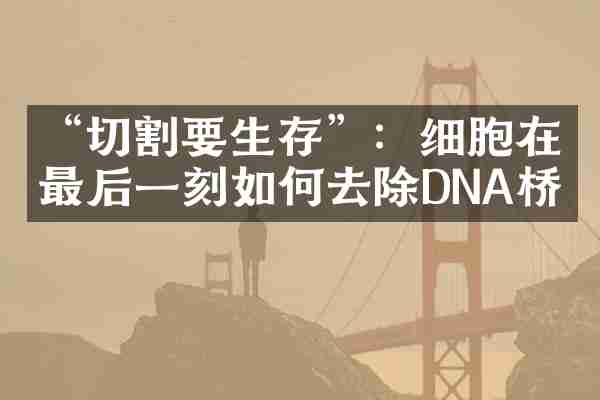“切割要生存”：细胞在最后一刻如何去除DNA桥